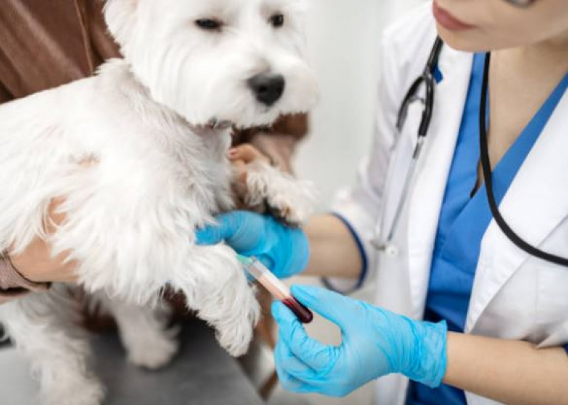 Agendamento de Exame de Fezes em Cachorro Pedra Azul - Exame de Sangue em Gatos