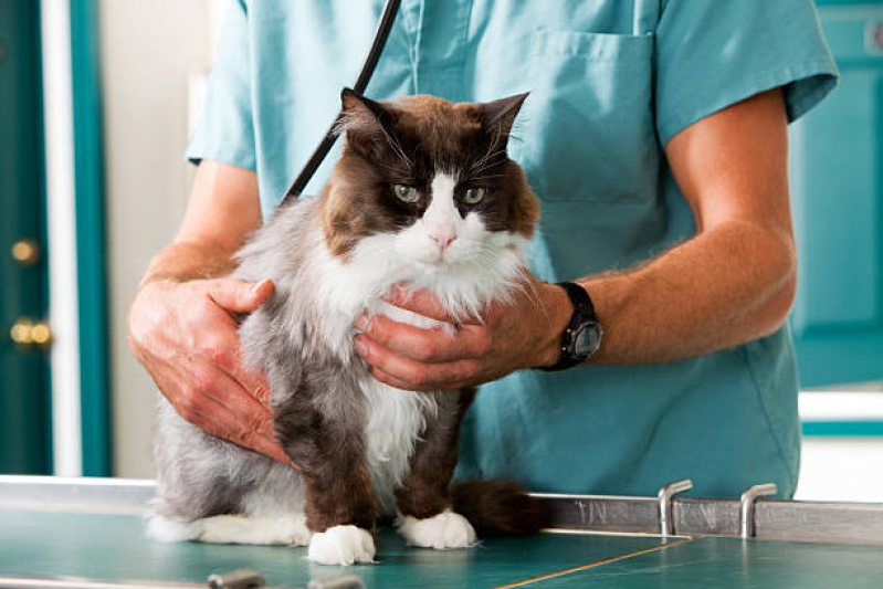 Agendamento de Exame de Sangue em Gatos Servidão Morena - Exame de Sangue em Animais