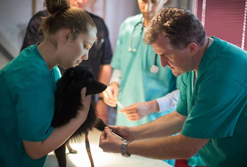 Agendamento de Exame de Sangue Veterinário Novo São Geraldo - Exame de Ultrassom em Cachorro