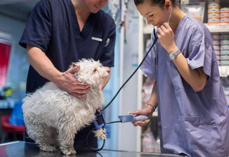 Agendamento de Exame de Ultrassom para Cachorro Santa Terezinha - Exame de Urina Veterinária