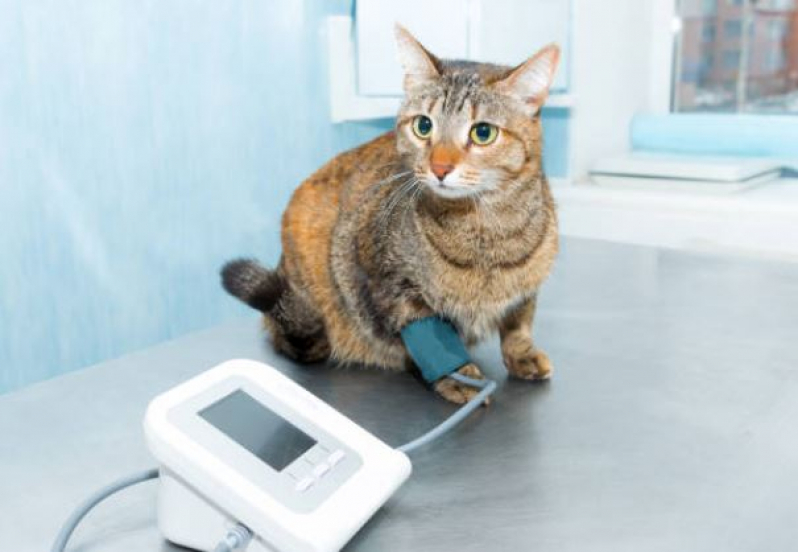 Agendamento de Exame Eletrocardiograma para Animais Domingos Zema - Exame Eletrocardiograma para Pet