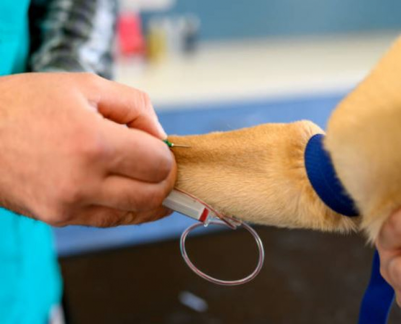 Agendamento de Exame para Animais São Francisco - Exame Eletrocardiograma para Cães