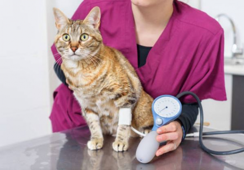 Agendamento de Exame para Diagnosticar Cinomose Conjunto Habitacional Bela Vista - Exame de Sangue em Gatos