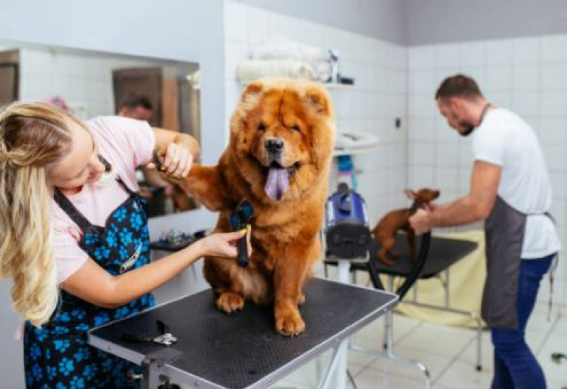 Banho e Tosa Cães e Gatos Agendar São Domingos - Banho e Tosa Pet Shop