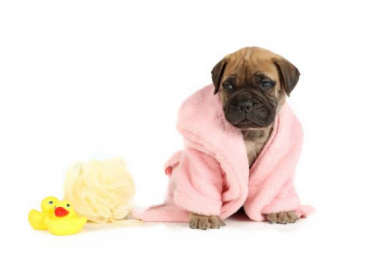 Banho e Tosa para Cachorros Agendar Leda Barcelos - Banho e Tosa para Cães