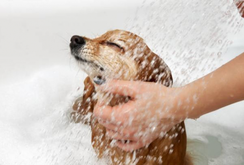 Banho e Tosa para Cachorros Loteamento Residencial Solaris - Banho e Tosa Perto de Mim