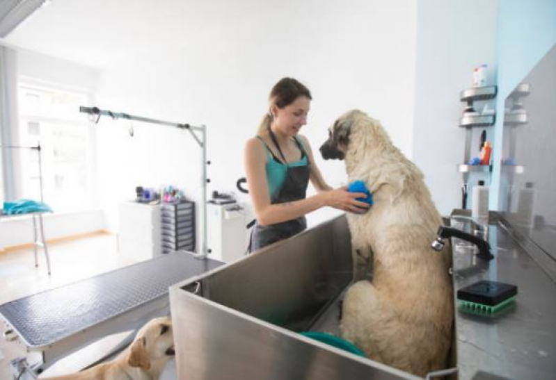 Banho e Tosa para Gato Agendar Loteamento Vila Verde - Banho e Tosa Pet Shop