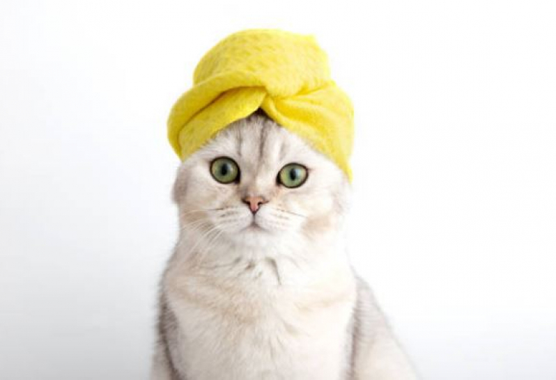 Banho e Tosa para Gato Salomão Drumond - Banho e Tosa Pet