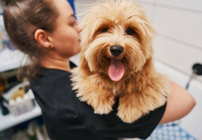 Banho e Tosa Pet Shop Agendar Loteamento Mangabeiras - Banho e Tosa para Cães