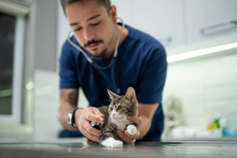 Castração de Gatos Machos Loteamento Mangabeiras - Castração para Gato Mais Perto de Mim