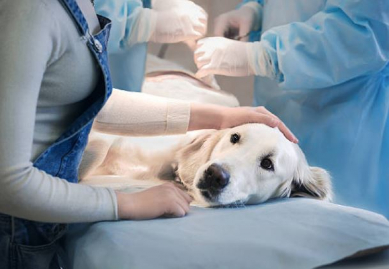 Cirurgia de Castração de Cachorros Próximo de Mim Parque das Flores - Castração para Cachorra
