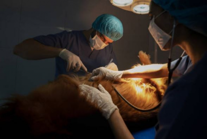 Cirurgia de Castração para Cachorros Agendar Araxá - Cirurgia para Cachorros