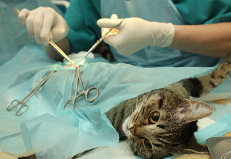 Cirurgia de Castração para Gatos Agendar Vila São Pedro - Cirurgia para Retirada de Tumor em Cães