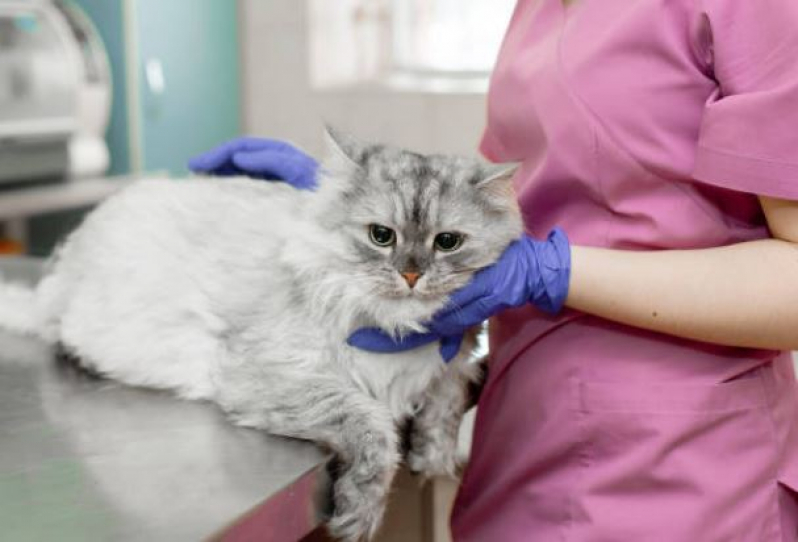 Cirurgia de Castração para Gatos Distrito Industrial - Cirurgia para Retirada de Tumor em Gatos