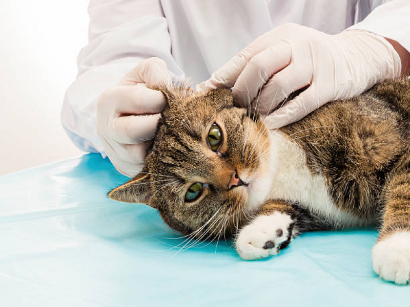 Cirurgia Especializada em Castração de Felinos Loteamento Jardim América - Castração para Gato
