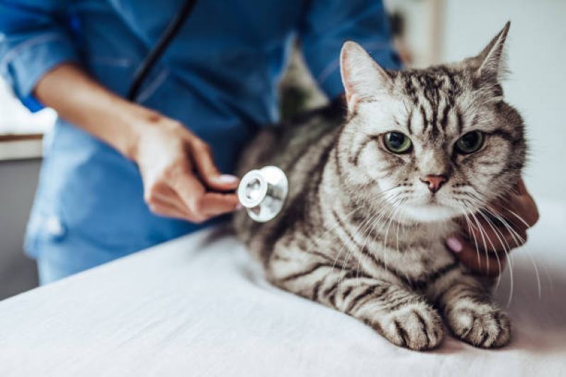Cirurgia Especializada em Castração em Gato Leblon - Castração para Gato Perto