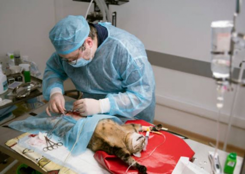 Cirurgia Oftalmológica para Cachorro Agendar Loteamento Dona Adélia - Cirurgia Oncológica Veterinária