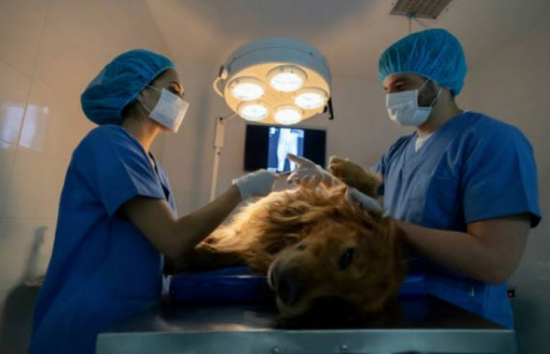 Cirurgia Oncológica Veterinária Agendar Engenheiro Clóvis Freitas Leal - Cirurgia Ortopédica para Cachorro