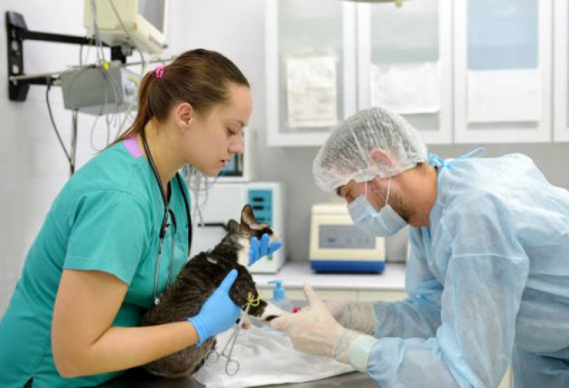 Cirurgia Oncológica Veterinária Marcar Recanto Bosque - Cirurgia Ruptura Ligamento Cruzado Cães