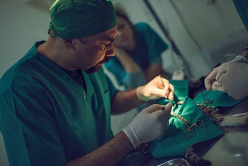 Cirurgia Ortopédica em Cachorro Agendar Conjunto Habitacional Bela Vista - Cirurgia Oftalmológica Veterinária