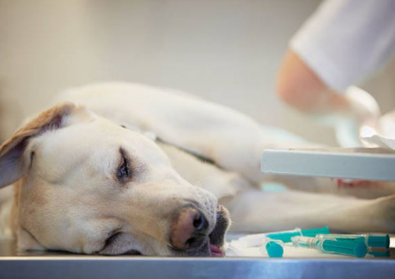 Cirurgia Ortopédica para Cachorros Agendar Loteamento Novo Pão de Açúcar - Cirurgia Oncológica Veterinária