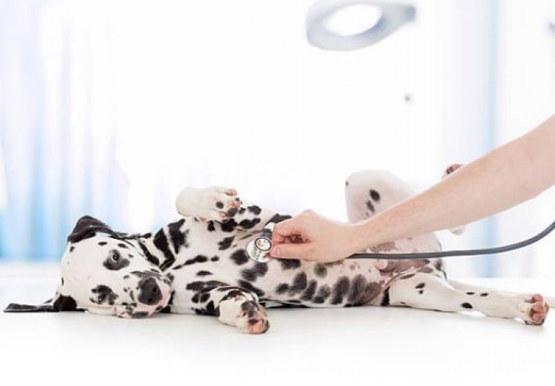Cirurgia para Cachorros Agendar Loteamento Novo Horizonte - Cirurgia para Cães e Gatos