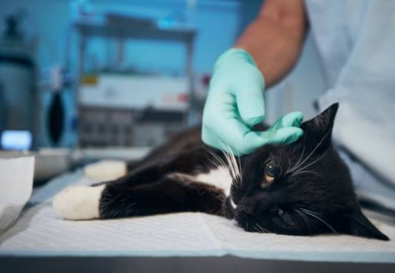 Cirurgia para Gatos Loteamento Mangabeiras - Cirurgia para Retirada de Tumor em Gatos
