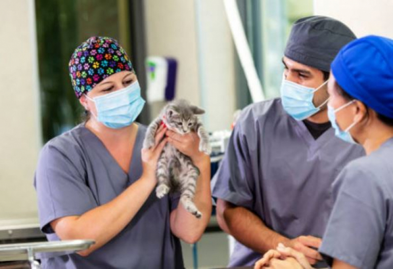 Cirurgia Reconstrutiva Veterinária Marcar Novo São Geraldo - Cirurgia Ruptura Ligamento Cruzado Cães