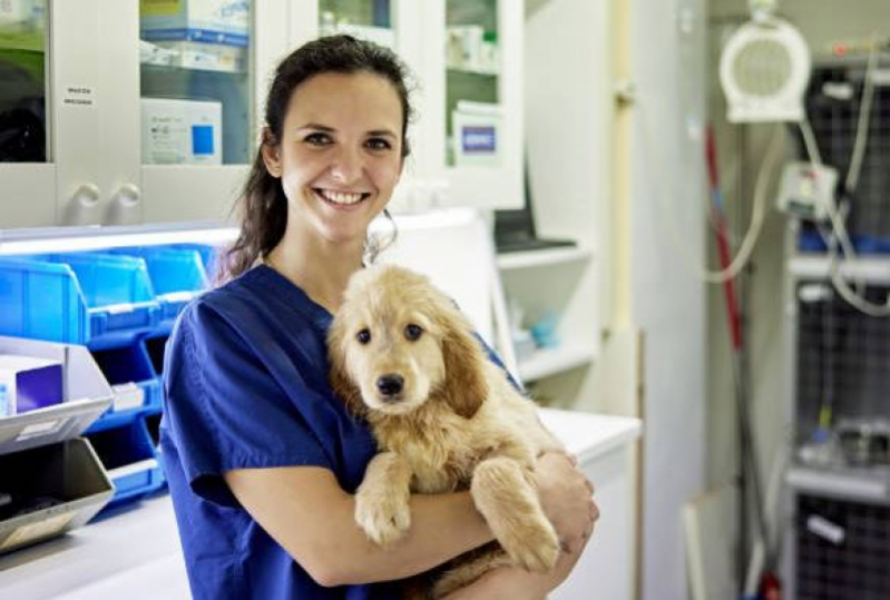 Clínica 24 Horas Veterinária Ana Pinto Almeida - Clínica Veterinária para Cachorros