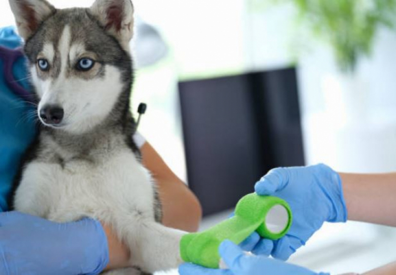Clínica Médica Veterinária Contato Veredas da Cidade - Clínica Veterinária para Cachorros