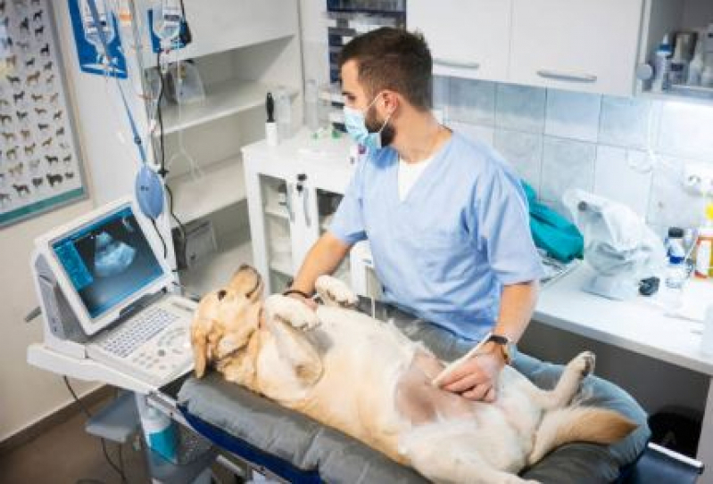 Clínica Pet para Animais Telefone Vila Universitária - Clínica Veterinária Oftalmologia