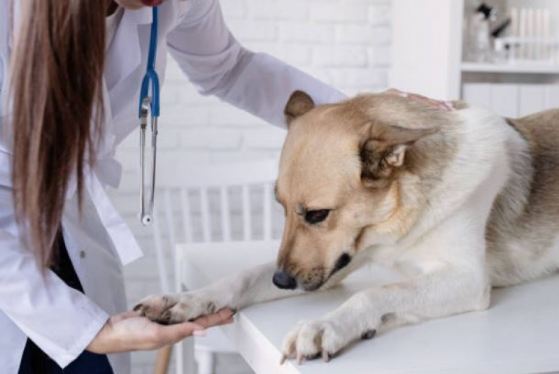 Clínica Pet para Cachorro Telefone Salomão Drumond - Clínica Veterinária Dermatologia