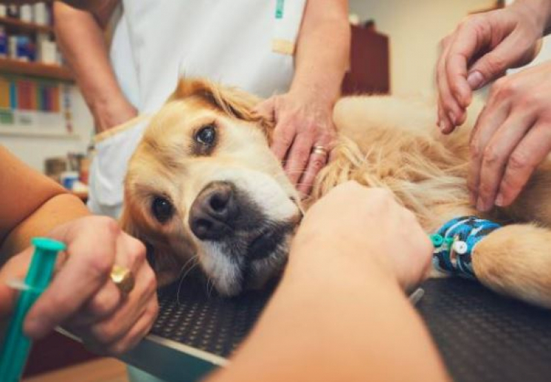 Clínica Pet para Cachorro João Bosco Teixeira - Clínica Veterinária Dermatologia