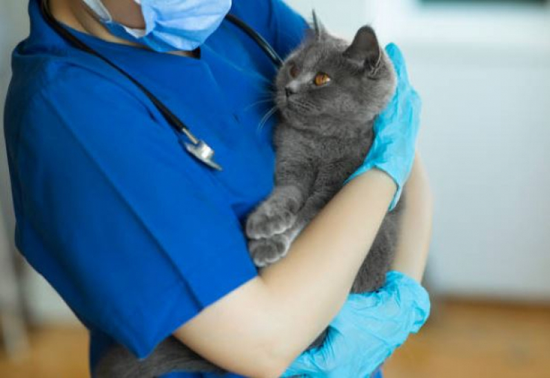 Clínica Veterinária para Animais Contato Dona Beja - Clínica Veterinária de Cães e Gatos