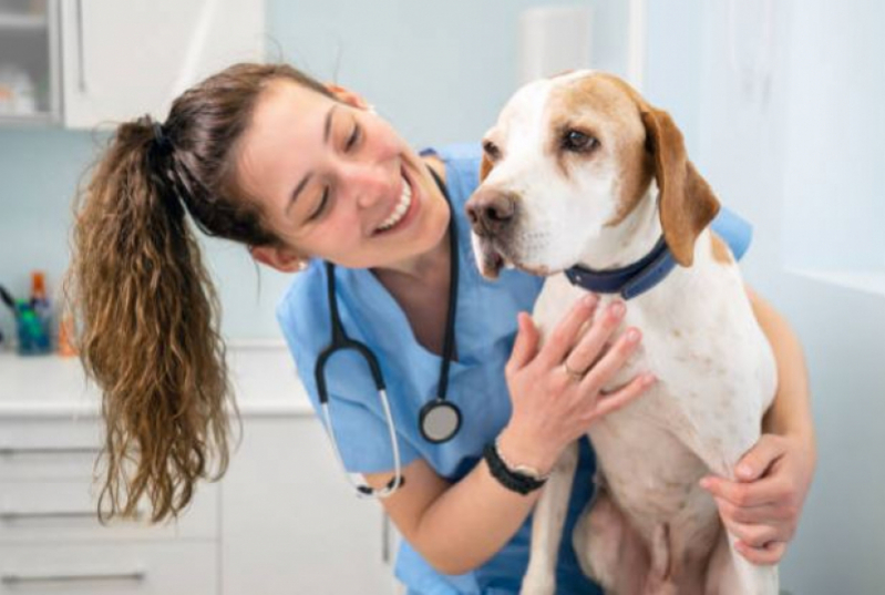 Clínica Veterinária para Cachorros Endereço Engenheiro Clóvis Freitas - Clínica Veterinária para Cachorro