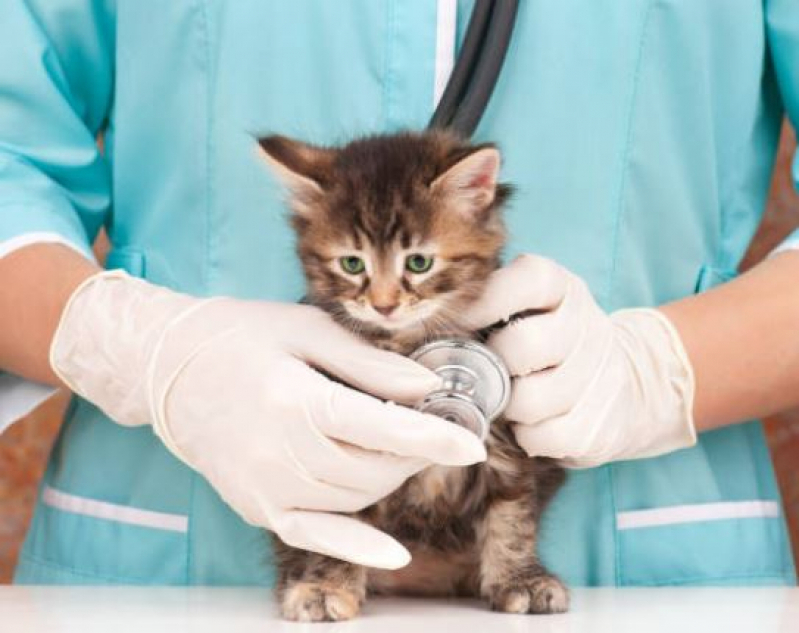 Clínica Veterinária para Felinos Contato Engenheiro Clóvis Freitas Leal - Clínica Veterinária para Gato