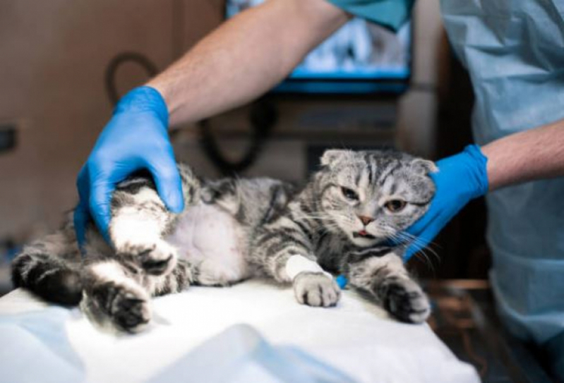 Clínica Veterinária para Gato Contato Urciano Lemos - Clínica Veterinária para Felinos