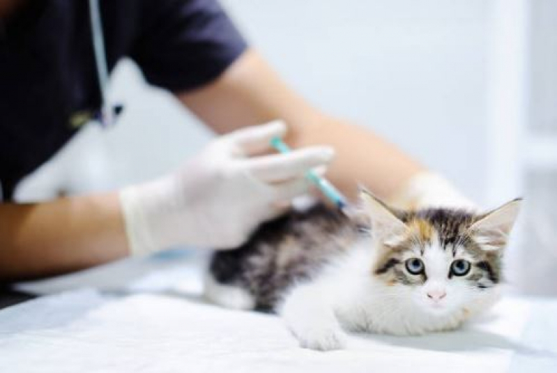 Clínica Veterinária para Gato Barreiro - Clínica Veterinária para Gato