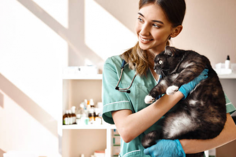 Clínica Veterinária Popular Próximo de Mim Contato Santa Mônica - Clínica Pet para Gatos