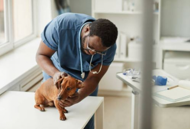 Consulta Veterinária para Animais de Estimação Marcar São Domingos - Consulta Veterinária Dermatológica para Cachorro