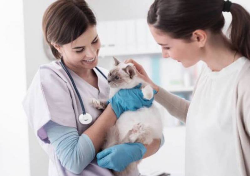 Consulta Veterinária para Animais de Estimação Urciano Lemos - Consulta Veterinária de Gatos