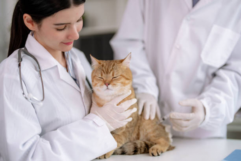 Contato de Clínica Pet para Gatos Vila Santa Luzia - Clínica Veterinária Oftalmologia