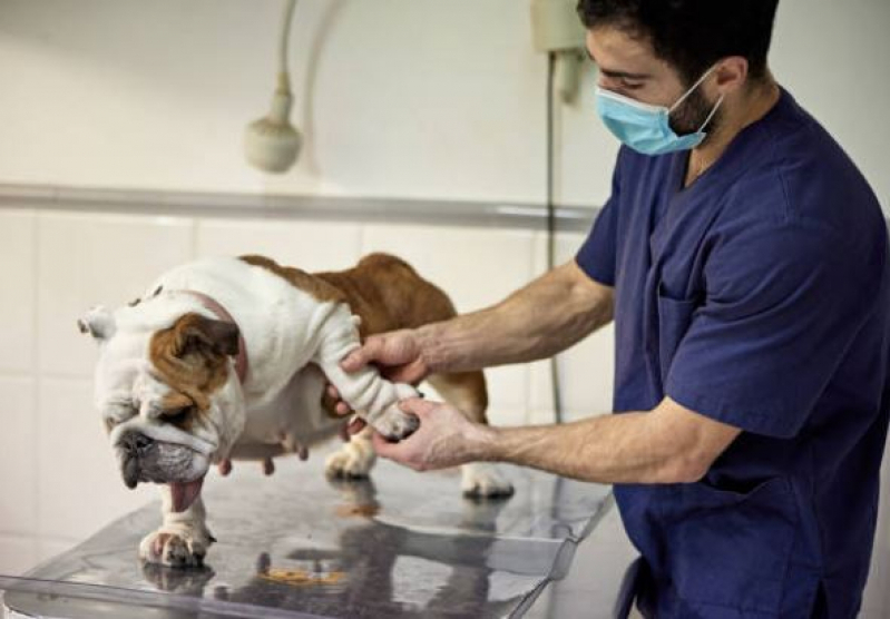 Endereço de Centro Veterinário para Cães e Gatos 24h Distrito Industrial José Honorato Silva - Centro de Diagnóstico Veterinário