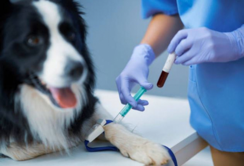 Exame de Sangue Veterinário Loteamento Novo Horizonte - Exame de Sangue em Animais