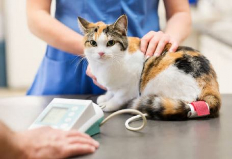 Exame Eletrocardiograma Animais São Geraldo - Exame de Raio X para Pet