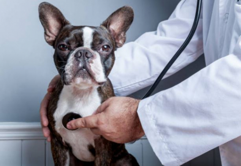 Onde Encontrar Clínica Veterinária Mais Perto de Mim Vila Silvéria - Clínica Veterinária para Cachorros