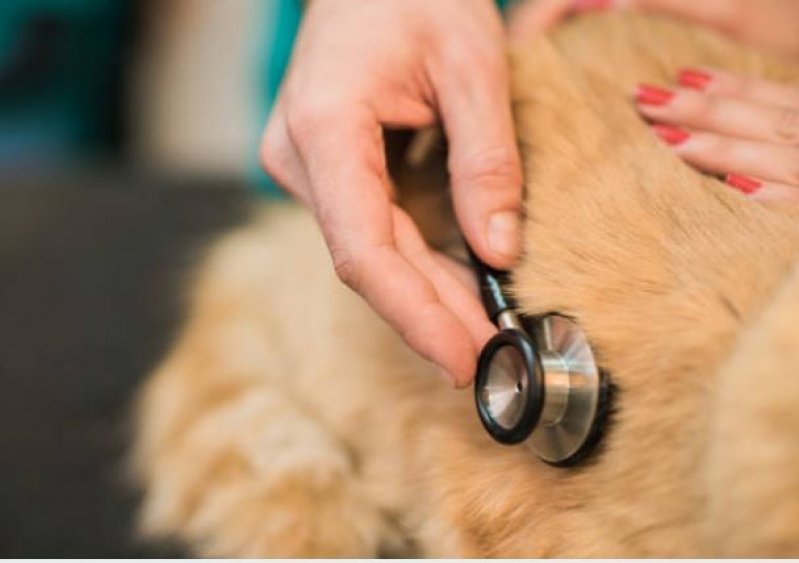 Onde Encontrar Hospital para Tratamentos Veterinários São Geraldo - Hospital Veterinário para Gatos e Cachorros