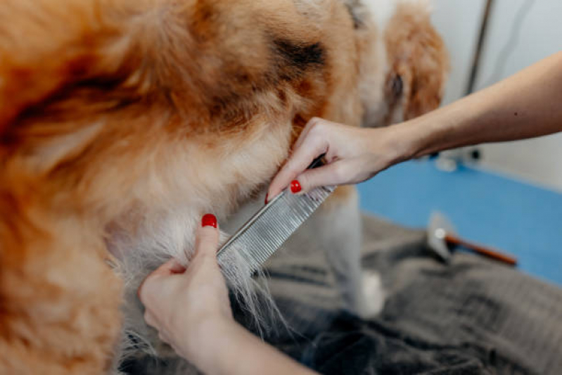 Onde Encontrar Pet Shop Cães e Gatos Loteamento João Batista - Pet Shop Banho