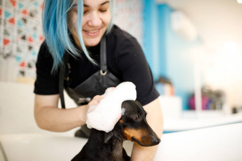 Onde Encontrar Pet Shop para Gatos Residencial Serra Morena - Pet Shop para Gatos