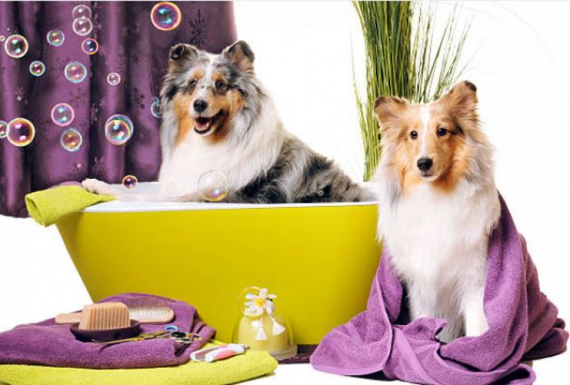 Onde Faz Banho e Tosa para Pet Loteamento Residencial Solaris - Banho e Tosa Pet Shop
